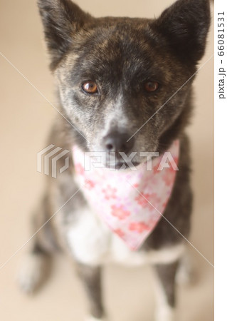 バンダナをして見つめる虎毛の犬 バンダナをして見つめる虎毛の犬 66081531