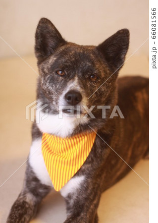バンダナをして見つめる虎毛の犬 バンダナをして見つめる虎毛の犬 66081566