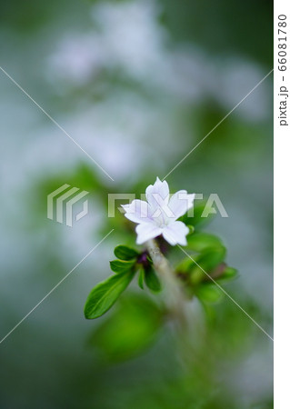 白丁花 66081780