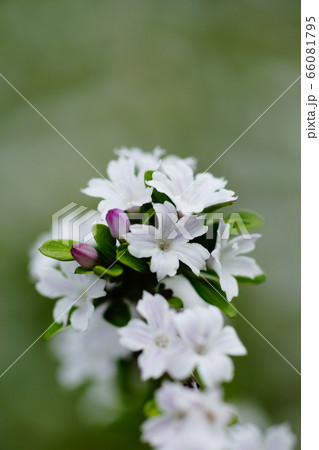 白丁花の写真素材