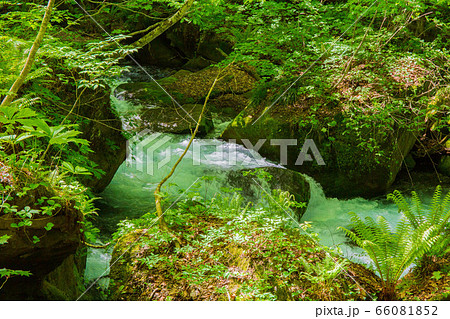 新緑爽やかな奥入瀬渓流 66081852