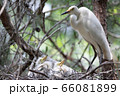 鳥 木 白鷺 66081899