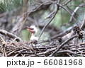 白鷺 鳥 赤ちゃん 66081968