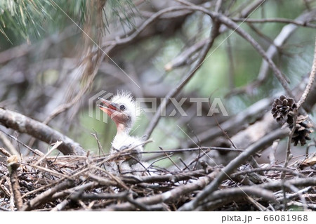 白鷺 鳥 赤ちゃんの写真素材