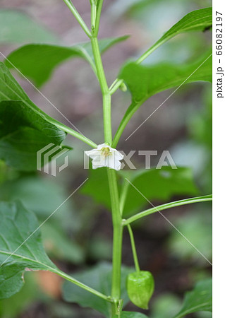 ホオズキの花 ホオズキの花 66082197