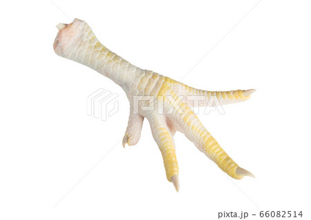 Raw chicken foot isolated on a white background. 66082514