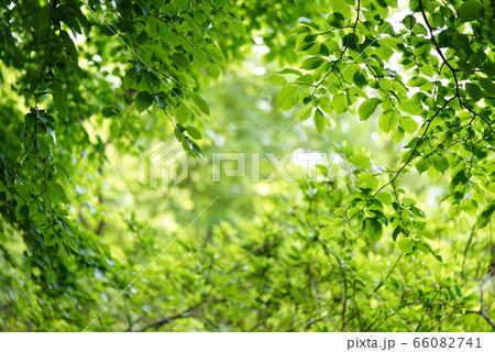 みどり みどり 66082741