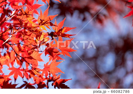 青空と紅葉 66082786