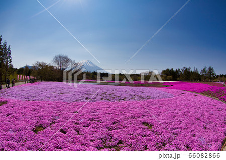 本栖湖 芝桜 本栖湖 芝桜 66082866