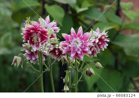 珍しい品種の宿根草 珍しい品種の宿根草 66083124