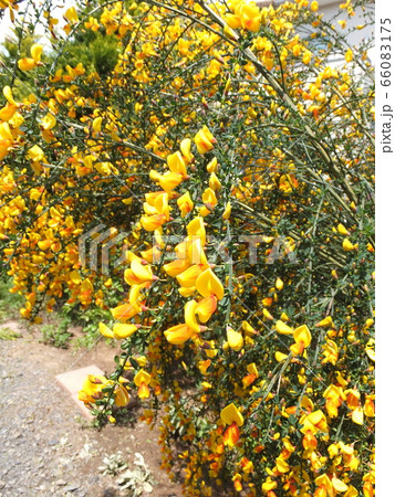 春の花　満開の黄色のエニシダ 66083175
