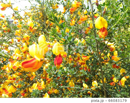 春の花 満開の黄色のエニシダ 春の花 満開の黄色のエニシダ 66083179