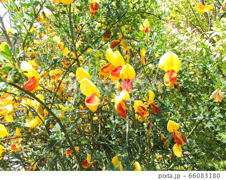 春の花 満開の黄色のエニシダ 春の花 満開の黄色のエニシダ 66083180