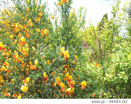 春の花 満開の黄色のエニシダ 春の花 満開の黄色のエニシダ 66083182