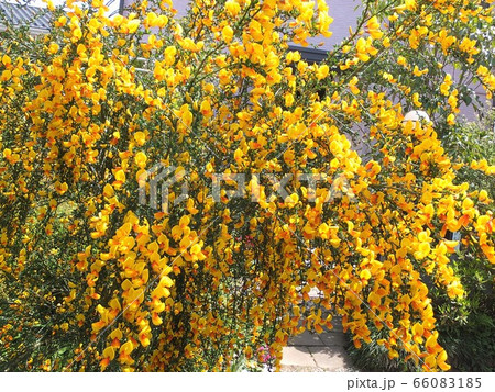 春の花 満開の黄色のエニシダ 春の花 満開の黄色のエニシダ 66083185