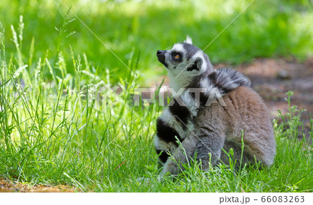 Ring tailed lemur (Lemur catta) Ring tailed lemur (Lemur catta) 66083263