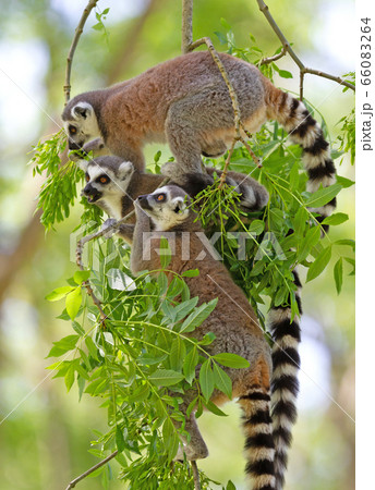 Ring tailed lemur (Lemur catta) Ring tailed lemur (Lemur catta) 66083264
