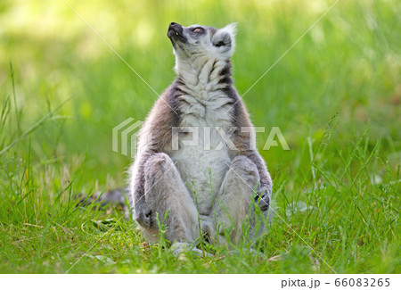 Ring tailed lemur (Lemur catta) Ring tailed lemur (Lemur catta) 66083265