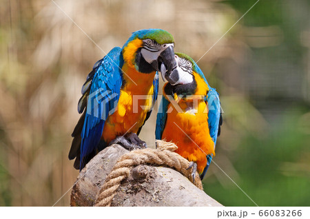 Couple of parrots kissing Couple of parrots kissing 66083266
