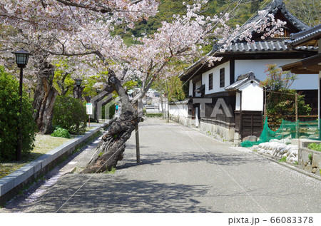 吉香公園の桜と武家屋敷の景色 66083378
