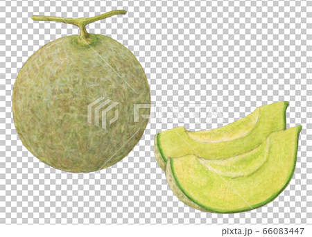 甜瓜手繪水彩 66083447
