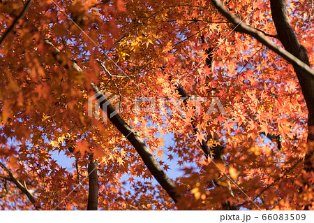 青空と紅葉 青空と紅葉 66083509