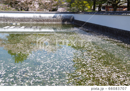 桜の花びらを散りばめた池の景色 桜の花びらを散りばめた池の景色 66083707