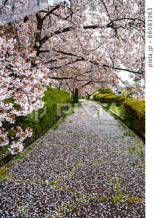 満開の桜が散った雨の遊歩道、宝塚中山桜台 満開の桜が散った雨の遊歩道、宝塚中山桜台 66083963