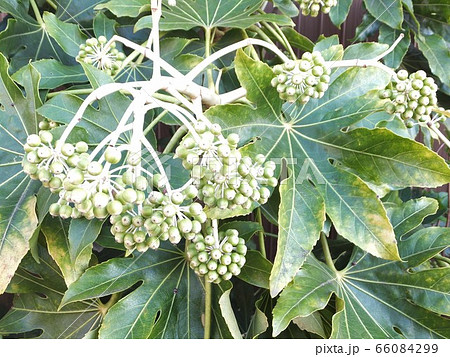 ヤツデの実　縁起物の庭木 66084299