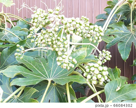 ヤツデの実 縁起物の庭木 ヤツデの実 縁起物の庭木 66084302