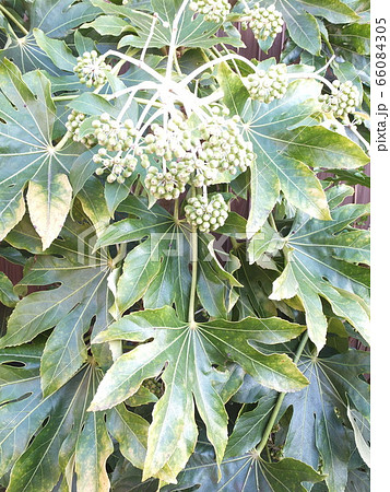 ヤツデの実　縁起物の庭木 66084305