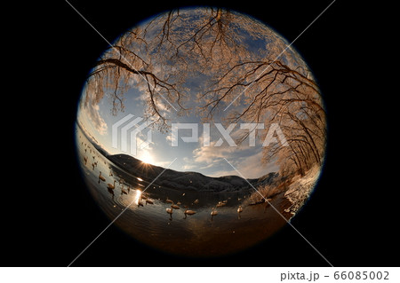 猪苗代湖の白鳥 猪苗代湖の白鳥 66085002