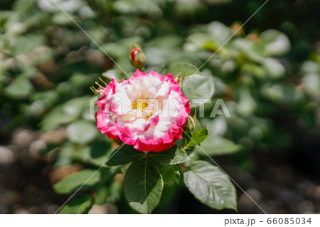 薔薇園に咲くアメリカ原産の薔薇 アブラカタブラの写真素材