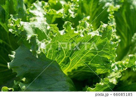 レタス 栽培 (5月) 家庭菜園 レタス 栽培 (5月) 家庭菜園 66085185