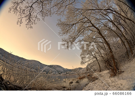 猪苗代湖の白鳥 66086166