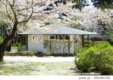 桜に覆われた吉香公園の景色 桜に覆われた吉香公園の景色 66086290