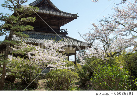 吉香公園の錦雲閣と桜の景色 66086291