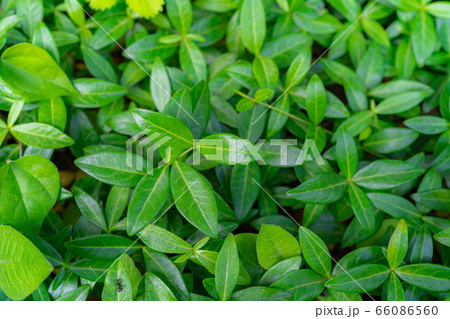 画面いっぱいの新緑の葉　【長野県】 66086560