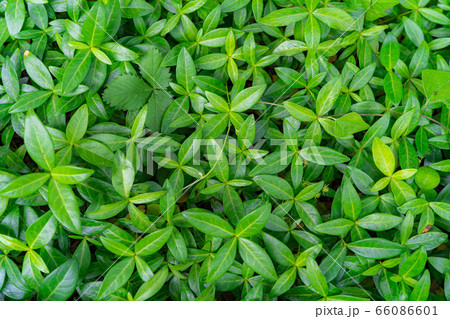 画面いっぱいの新緑の葉　【長野県】 66086601