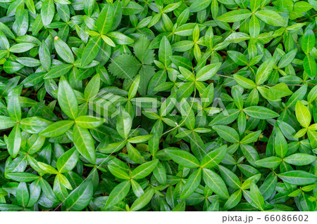 画面いっぱいの新緑の葉　【長野県】 66086602