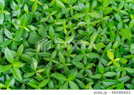 画面いっぱいの新緑の葉 【長野県】 画面いっぱいの新緑の葉 【長野県】 66086603