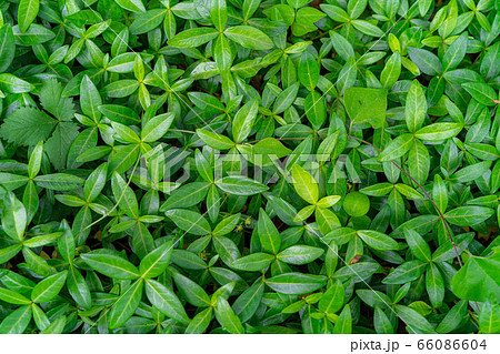 画面いっぱいの新緑の葉 【長野県】 画面いっぱいの新緑の葉 【長野県】 66086604