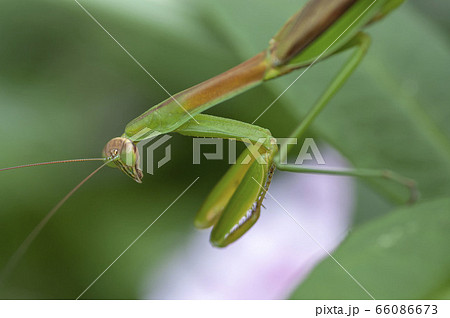 オオカマキリ 66086673