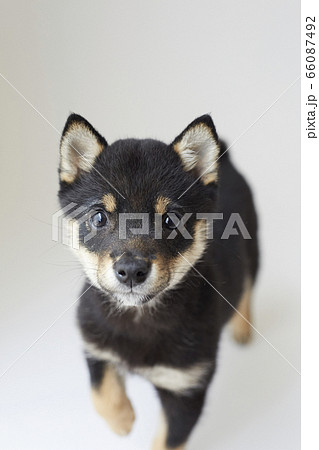 豆柴 子犬の写真素材