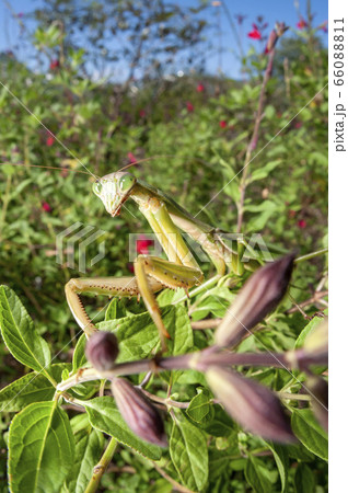 オオカマキリ 66088811
