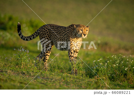 Cheetah walks through grassy plain past flowers Cheetah walks through grassy plain past flowers 66089221