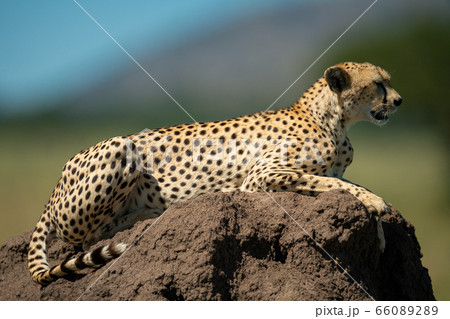 Cheetah lies on termite mound in profile Cheetah lies on termite mound in profile 66089289