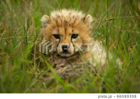 Cheetah cub stares at camera through grass Cheetah cub stares at camera through grass 66089308