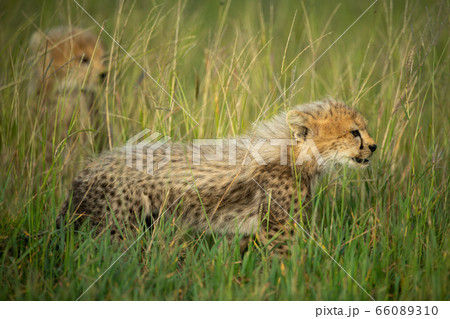 Cheetah cub stands in grass near another Cheetah cub stands in grass near another 66089310
