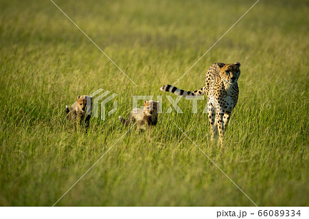 Cheetah crosses savannah in sun with cubs 66089334